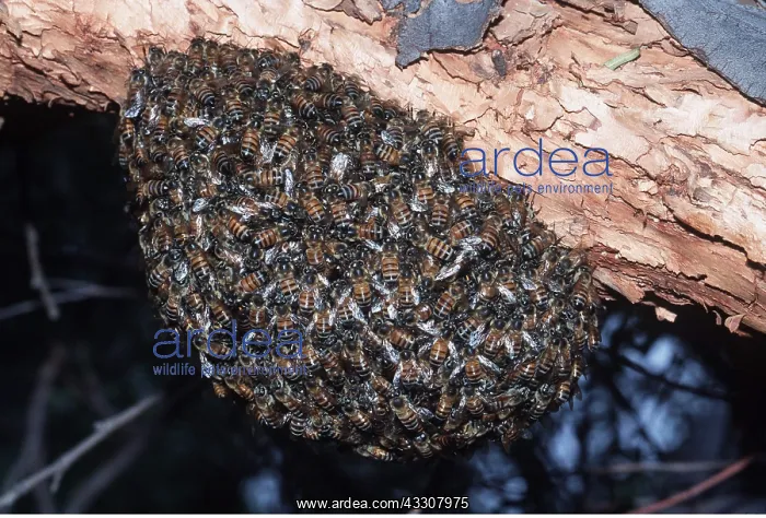 : AFRICAN HONEYBEE - SWARM : AFRICAN HONEYBEE - SWARM