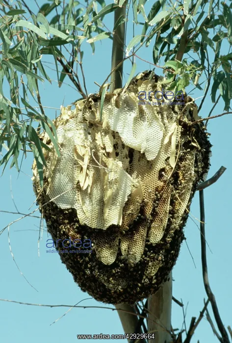  : African Honeybee's - Nest