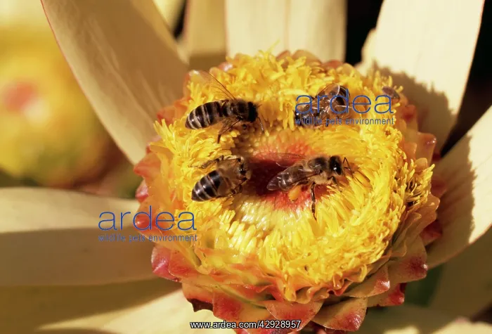  : African Honeybees - pollinating