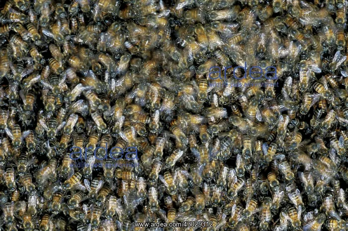  : African Honeybees swarm