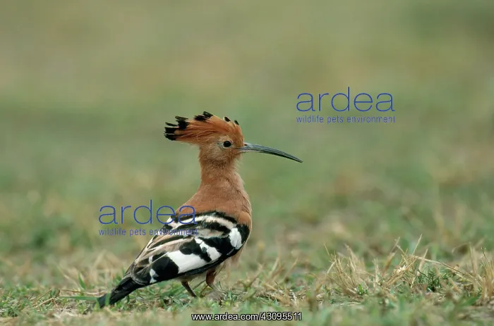 : African Hoopoe : African Hoopoe