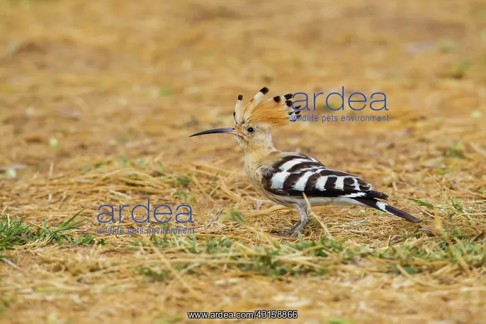 : African Hoopoe : African Hoopoe