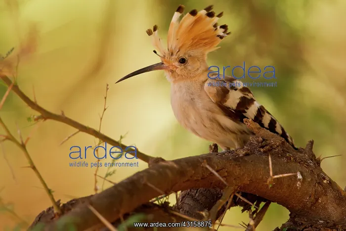 : African Hoopoe : African Hoopoe