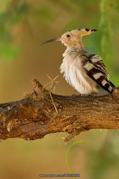 : African Hoopoe : African Hoopoe