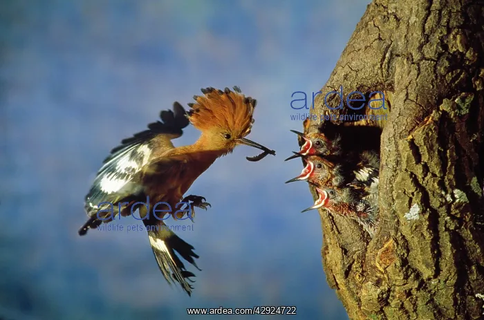 : AFRICAN HOOPOE - feeding young : AFRICAN HOOPOE - feeding young