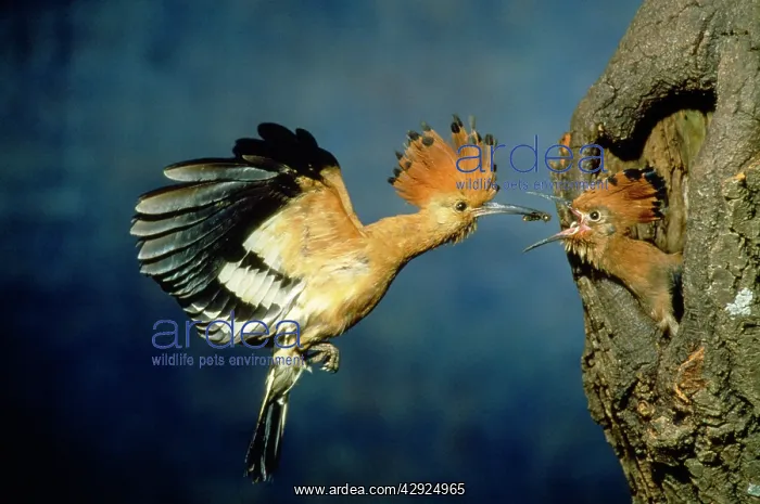: African Hoopoe - feeding young : African Hoopoe - feeding young