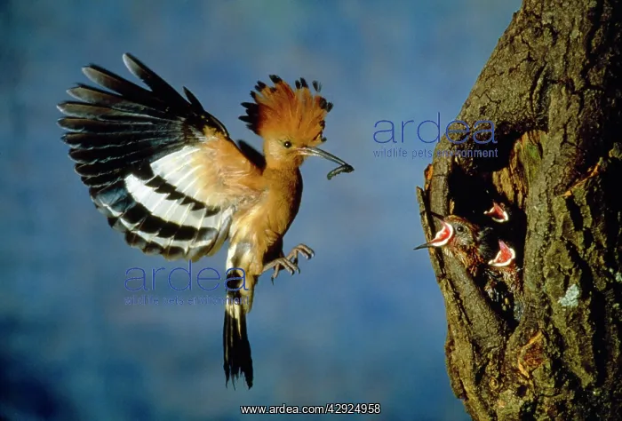 : AFRICAN HOOPOE - Feeding young at nest - with larvae : AFRICAN HOOPOE - Feeding young at nest - with larvae