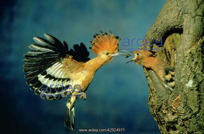 : African Hoopoe - In flight - feeding brooding partner : African Hoopoe - In flight - feeding brooding partner