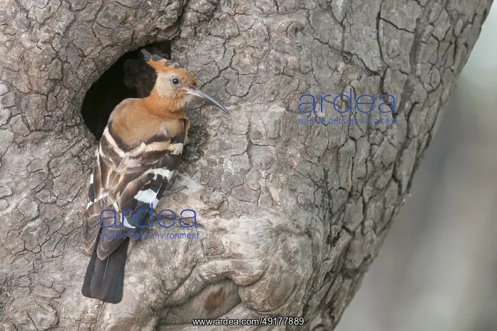 : African Hoopoe (Upupa africana) : African Hoopoe (Upupa africana)