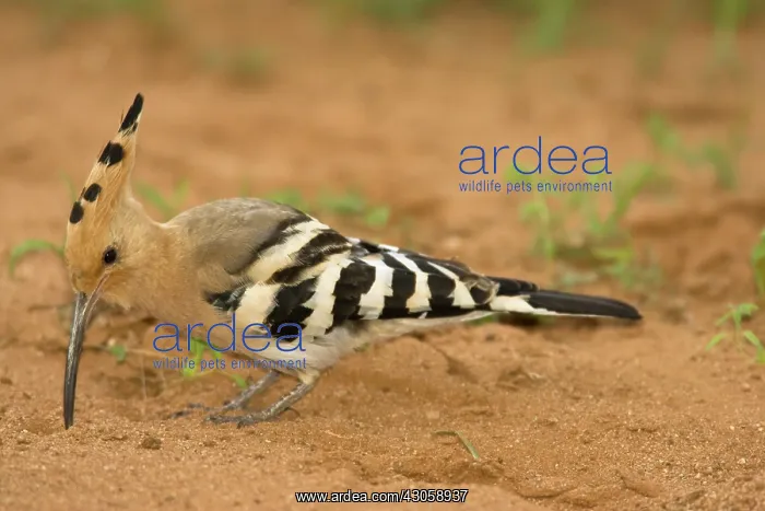 : African Hoopoe, Upupa epops, looking for : African Hoopoe, Upupa epops, looking for