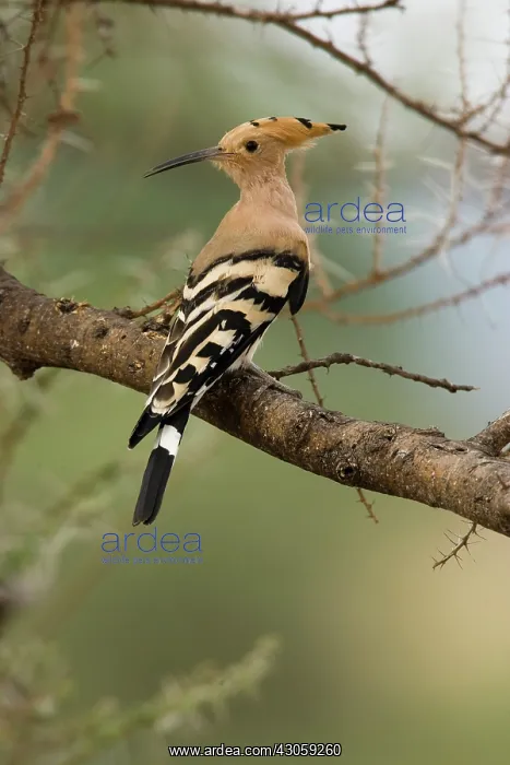 : African Hoopoe, Upupa epops, perched in : African Hoopoe, Upupa epops, perched in