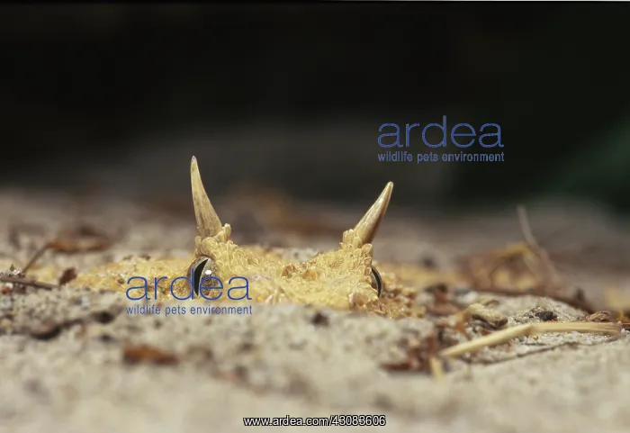  : African Horned Viper (Cerastes laurenti)