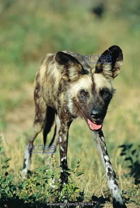 : African Hunting DOG : African Hunting DOG