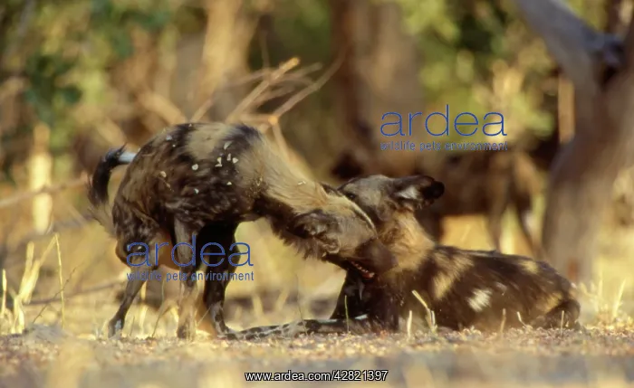 : African Hunting DOG - Adopting subordinate posture : African Hunting DOG - Adopting subordinate posture