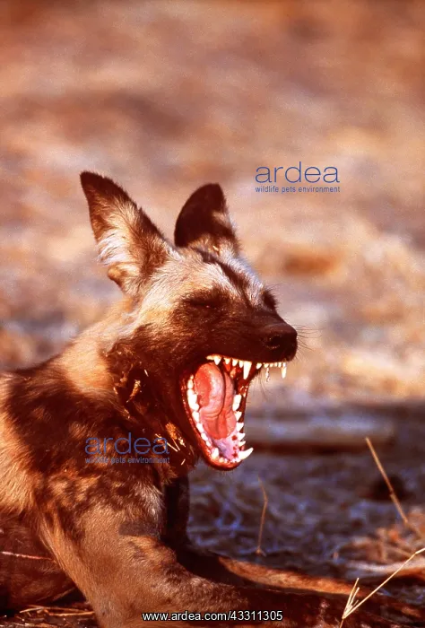 : African Hunting DOG - aggression : African Hunting DOG - aggression