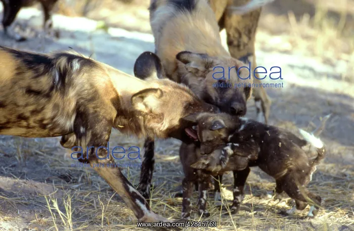  : African Hunting DOG - Playing with pups