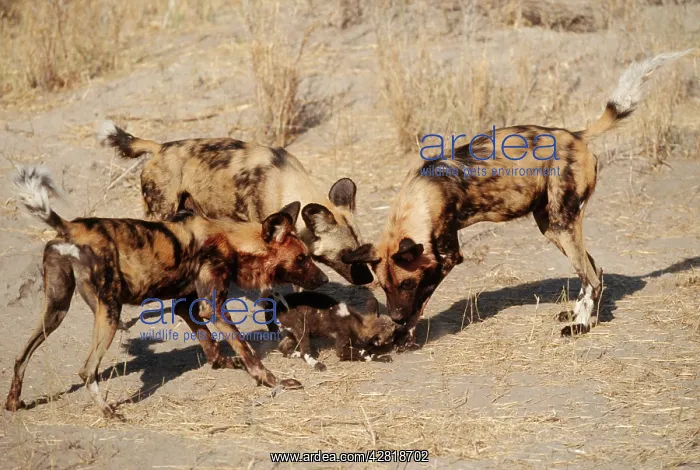 : African Hunting DOG - Pup greeted with enthusiasm : African Hunting DOG - Pup greeted with enthusiasm
