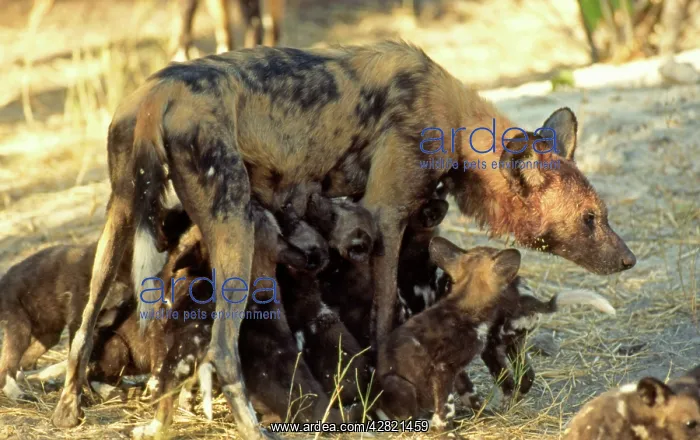 : African Hunting DOG - Suckling pups : African Hunting DOG - Suckling pups