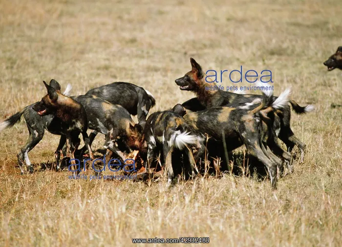 : African Hunting DOGS : African Hunting DOGS