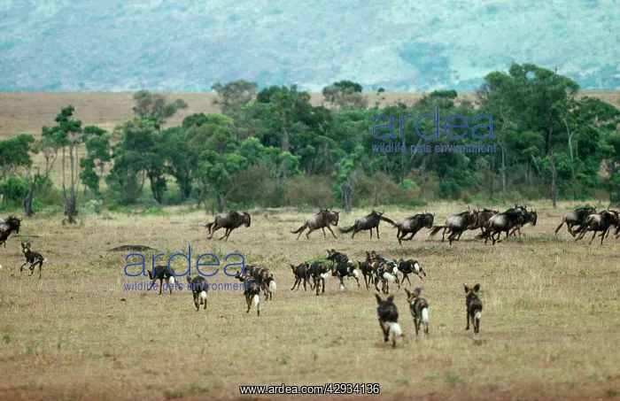 : African Hunting Dogs - pack hunting wildebeest : African Hunting Dogs - pack hunting wildebeest