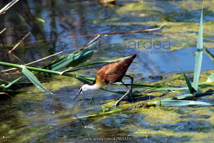 : African Jacana : African Jacana