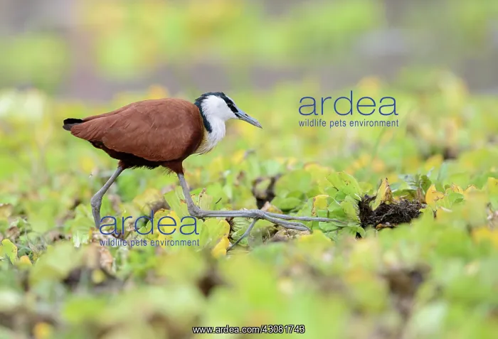 : African Jacana : African Jacana
