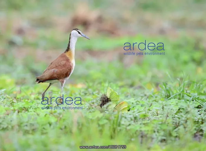 : African Jacana : African Jacana