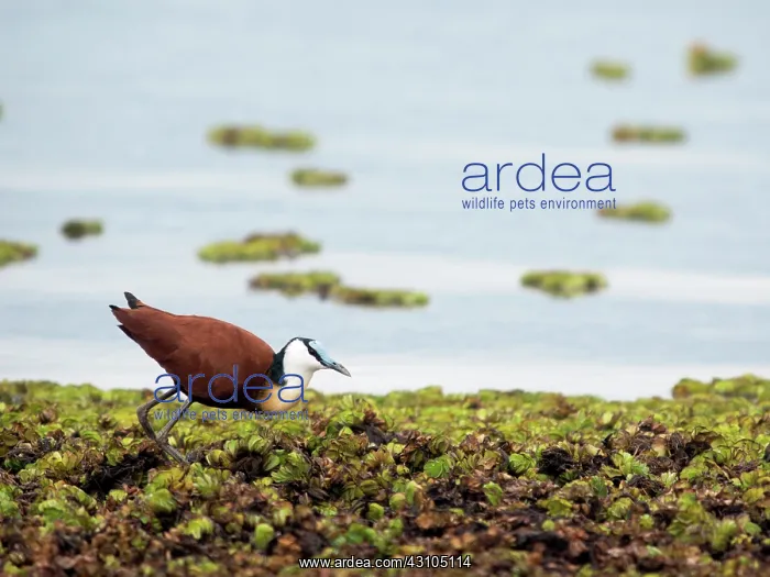 : African Jacana : African Jacana