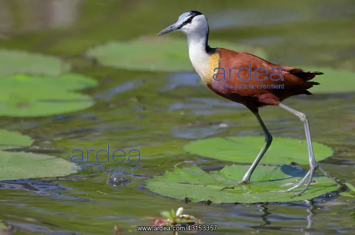 : African Jacana : African Jacana