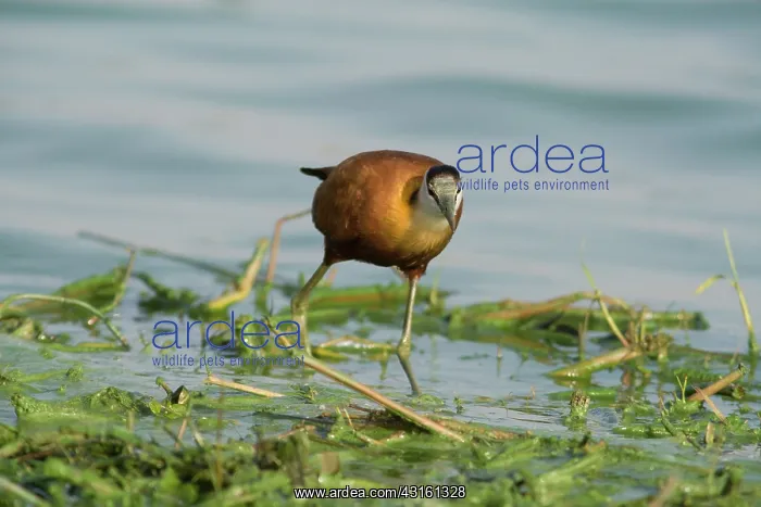 : African Jacana : African Jacana