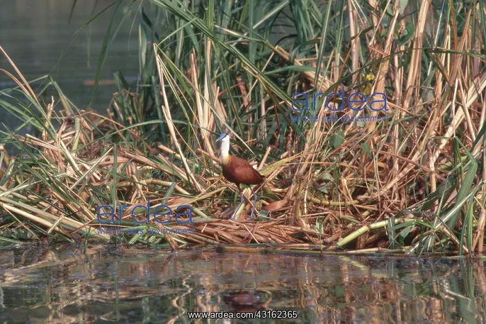: African Jacana : African Jacana