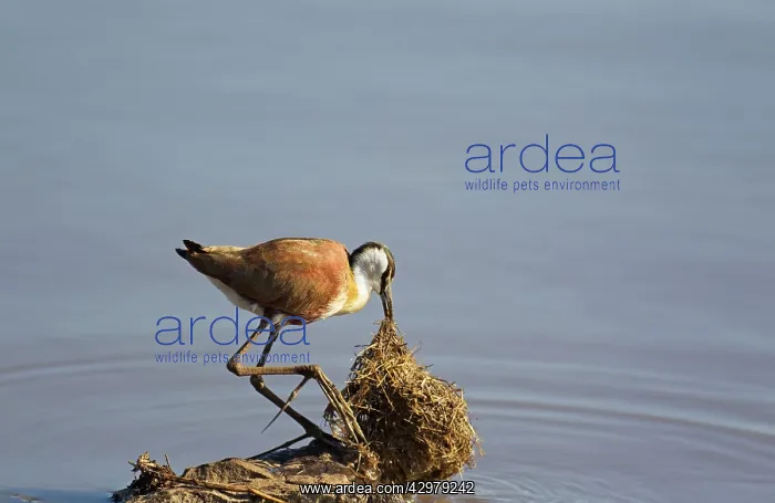 : African Jacana - Investigates a bale of grass for : African Jacana - Investigates a bale of grass for