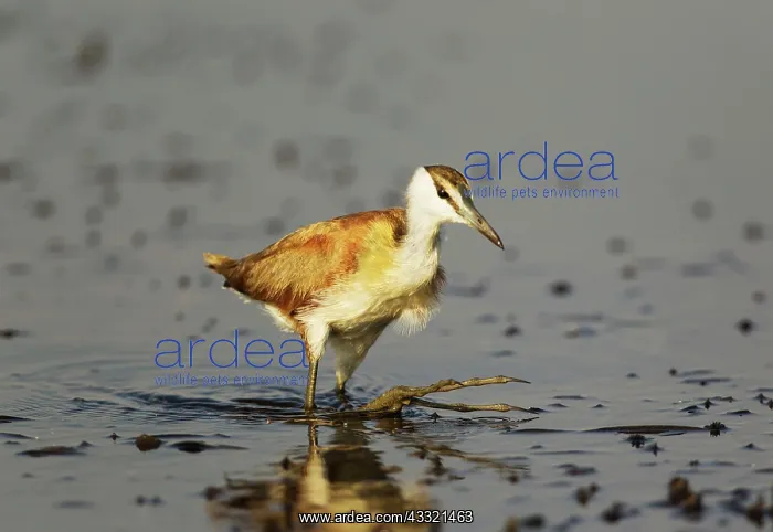 : African Jacana - juvenile in the shallow water near : African Jacana - juvenile in the shallow water near