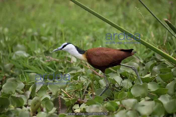 : African Jacana / Lilytrotter : African Jacana / Lilytrotter
