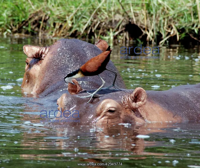 : African Jacana looking for food on Hippopotamus : African Jacana looking for food on Hippopotamus