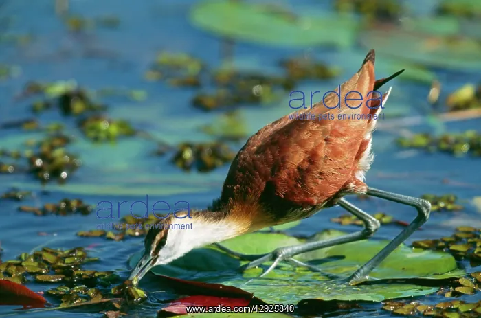 : African JACANA / Lotus Bird / Lily Hopper - juvenile : African JACANA / Lotus Bird / Lily Hopper - juvenile