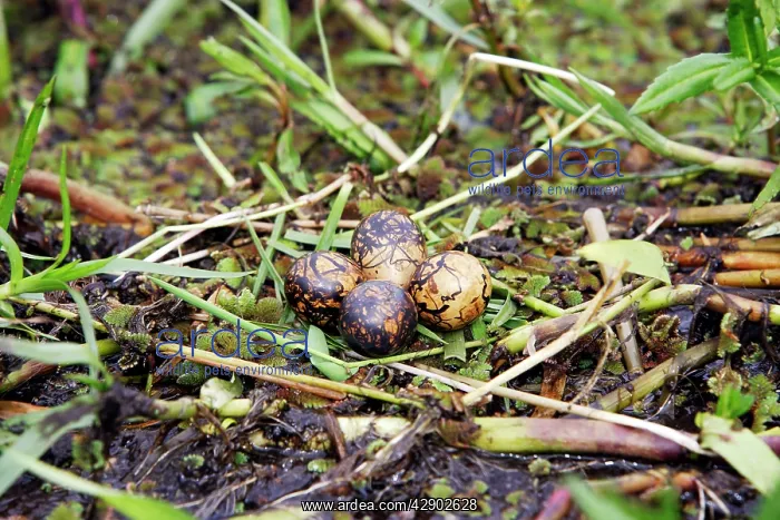 : African Jacana - Nest with four eggs : African Jacana - Nest with four eggs