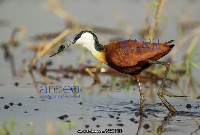 : African Jacana - with prey in the shallow water : African Jacana - with prey in the shallow water