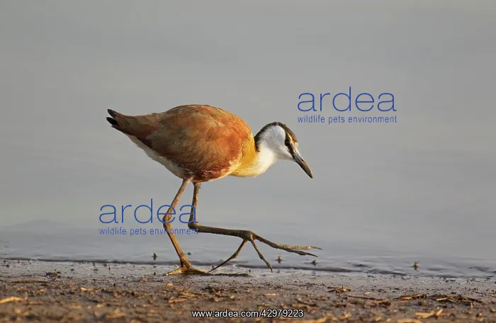 : African Jacana - In search of food at the lakeshore : African Jacana - In search of food at the lakeshore