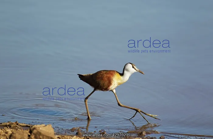 : African Jacana - In search of food at the lakeshore : African Jacana - In search of food at the lakeshore