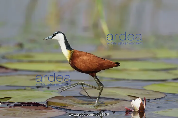 : African Jacana - in the shallow water near the bank : African Jacana - in the shallow water near the bank