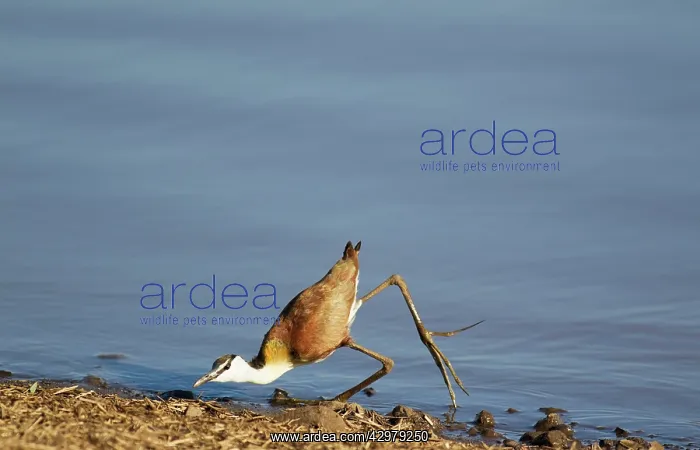 : African Jacana - stretching exercise at the lakeshore : African Jacana - stretching exercise at the lakeshore