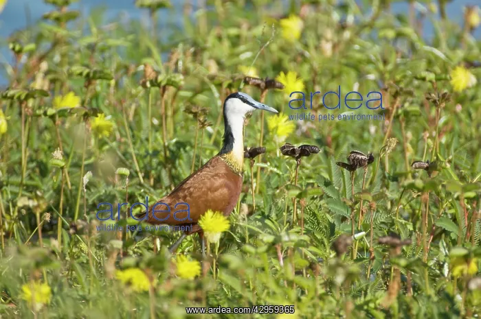 : African Jacana - In thick vegetation : African Jacana - In thick vegetation