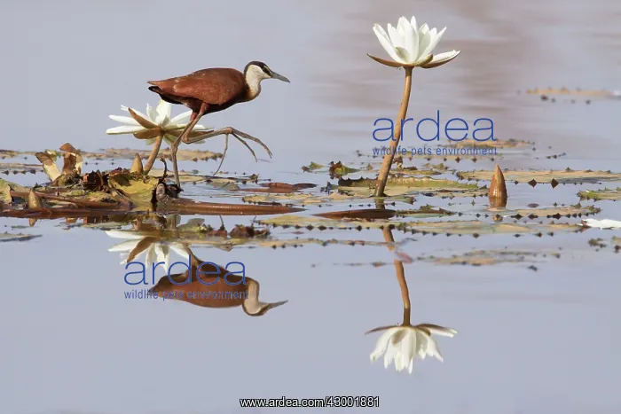 : African Jacana with water lily flowers : African Jacana with water lily flowers