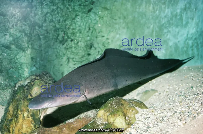 : AFRICAN KNIFE FISH : AFRICAN KNIFE FISH