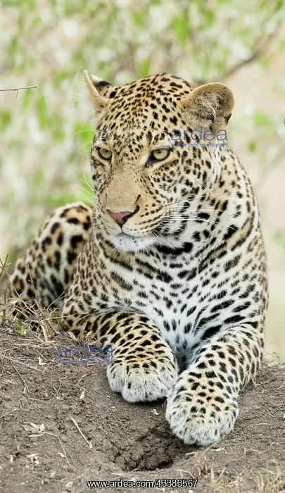 : African leopard, Kenya, Africa : African leopard, Kenya, Africa