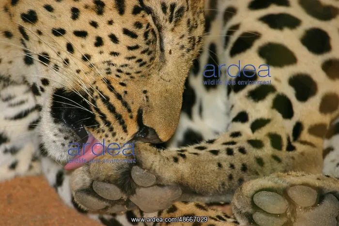 : African Leopard Niche leopards (Panthera pardus), predatory : African Leopard Niche leopards (Panthera pardus), predatory