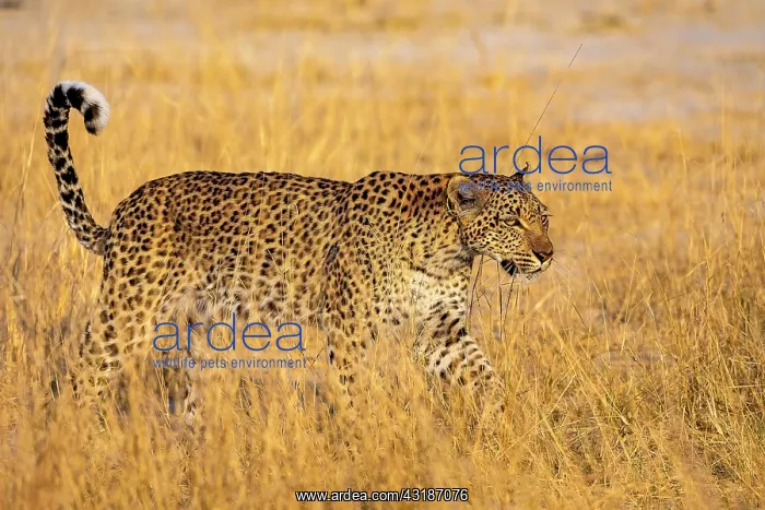 : African leopard (Panthera pardus), Moremi Game Reserve : African leopard (Panthera pardus), Moremi Game Reserve