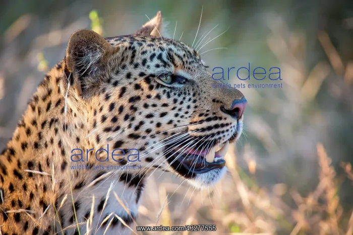 : African Leopard (Panthera pardus) looks into the : African Leopard (Panthera pardus) looks into the