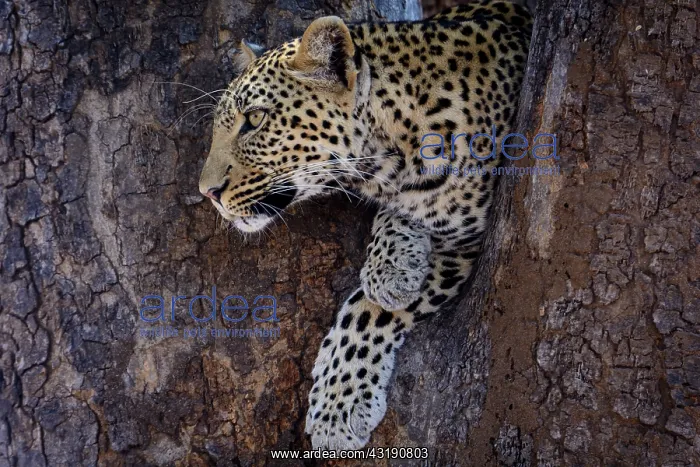 : African leopard (Panthera pardus pardus) female : African leopard (Panthera pardus pardus) female
